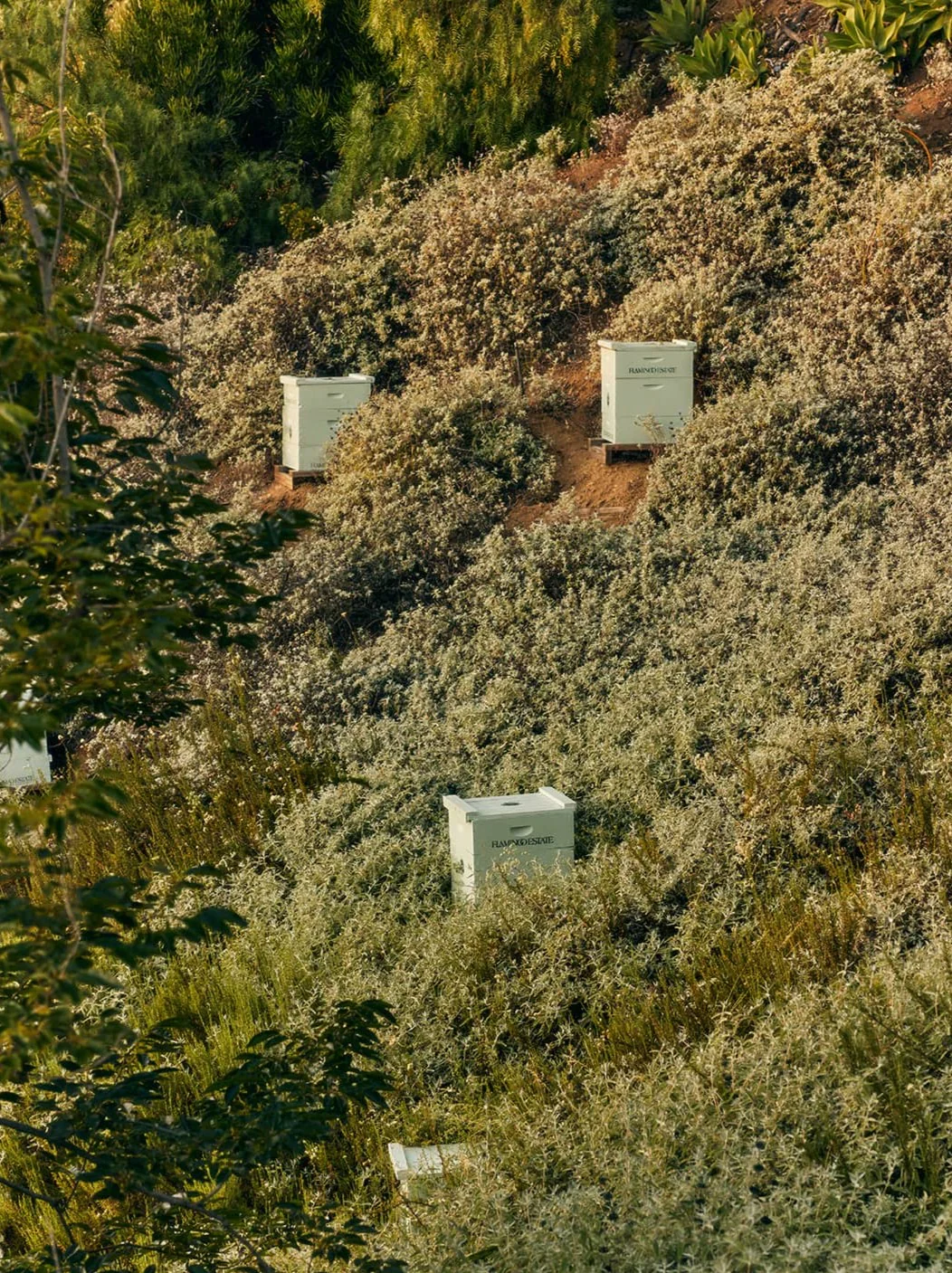 California Native Mountain Wildflower Honey - Image 8