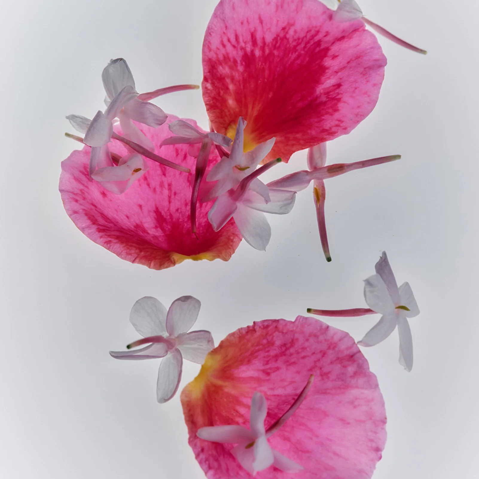 Jasmine Damask Rose Rich Cream - Image 7